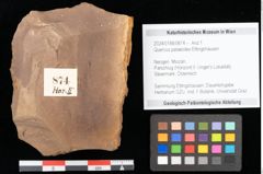 Foto (Objekt + Etikett) von Quercus palaeoilex Ettingshausen (NHMW-GEO-2024-0188-0874)